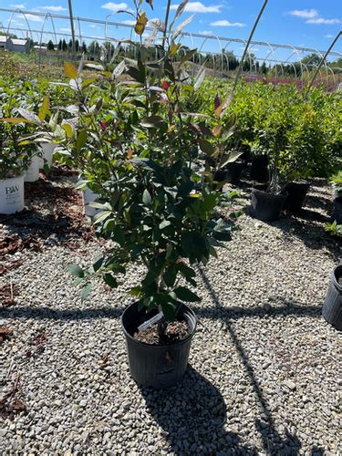 Ilex verticillata 'Sparkleberry' Sparkleberry Winterberry | Browns Nursery