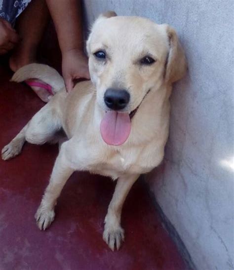 Adoptándonos Beethoven Bello Cachorro De Color Crema En Adopción Muy