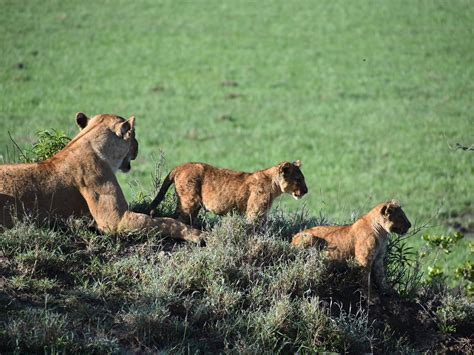 Kenya Safari Arcade (Nairobi) - All You Need to Know BEFORE You Go