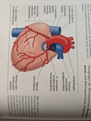 Herz Kreislauf Karteikarten Quizlet