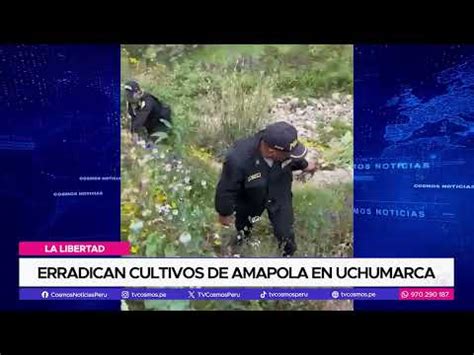 Video La Libertad Erradican Cultivos De Amapola En Uchumarca Por TV