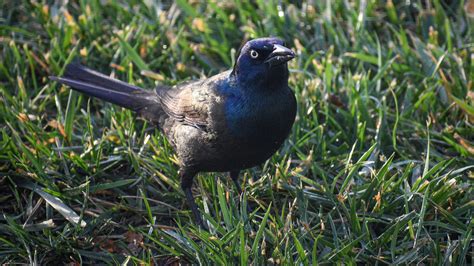 Grackle : r/grackles