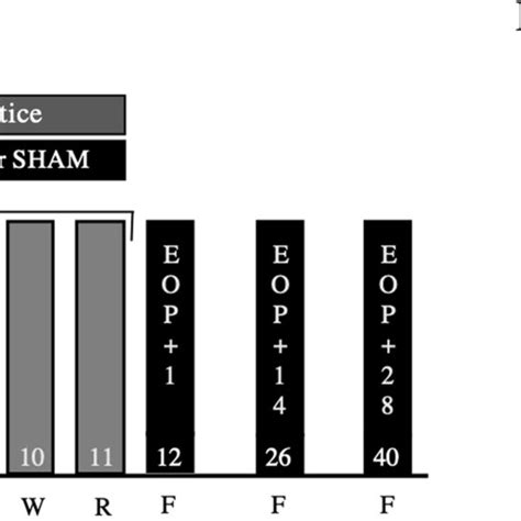 Schematic Representation Of The Experimental Schedule Design And