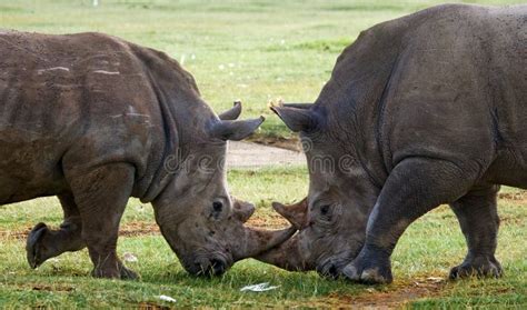 Two Rhinoceros Fighting With Each Other Kenya National Park Africa