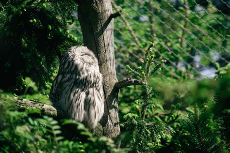 Wallpaper Trees Forest Leaves Birds Nature Branch Green