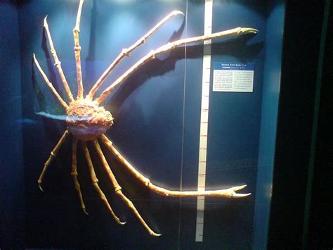 Giant Japanese Spider Crab Facts | Always Learning!