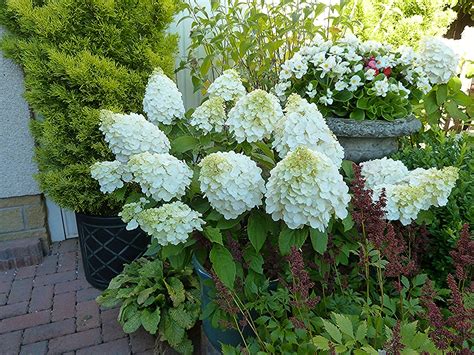 Hydrangea Paniculata Magical Mont Blanc Latasta Hortenzija