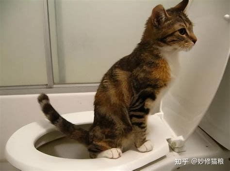 狸花猫这7个行为，是“智商高”的表现，你家猫有吗？ 知乎