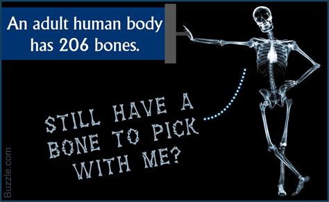 Bodytomy List Of Bones In The Human Body With Labeled Diagrams 206