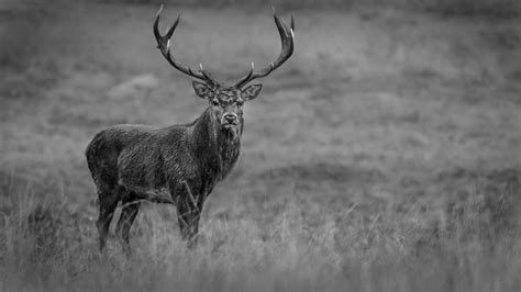 Black and White Stag Photograph by Phil Scarlett | Fine Art America