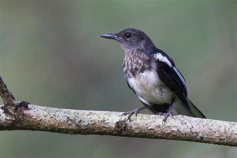 Oriental Magpie Robin Birds Of Singapore