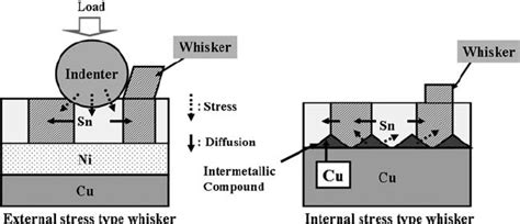 Two Different Whisker Types Download Scientific Diagram