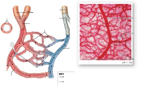 What Vessels Are Capillary Beds At Cynthia Heather Blog