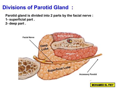 Parotid Gland Ppt