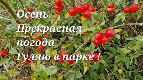 @ ОСЕНЬ # Гуляем в ПАРКЕ в Лесу ! - YouTube