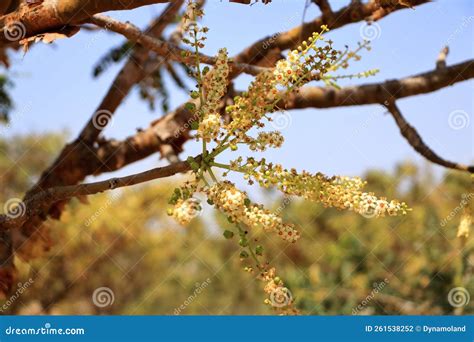 Detail of Frankincense Tree Boswellia Sacra Near Salalah, Oman Stock Photo - Image of making ...