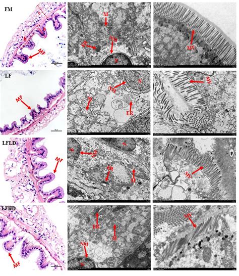 Frontiers Effect Of Schizochytrium Limacinum Supplementation To A Low