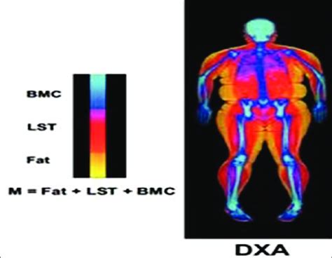 Selected Body Composition Components Measured By Dxa 13 14 Download Scientific Diagram