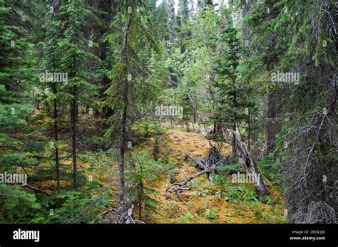 Boreal Forest Moss Hi Res Stock Photography And Images Alamy