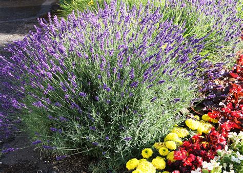 Lavender (with marigolds and begonias.) Vancouver, WA. 06/2014 ...