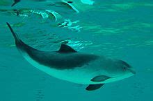 Harbour porpoise - Wikipedia