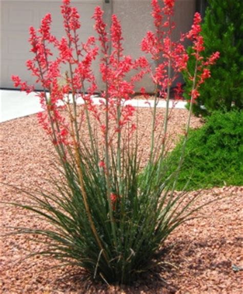 Top 10 Evergreen Shrubs For Texas Best Lawn And Gardens