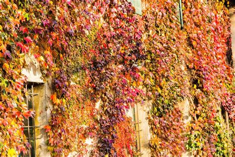 grow  care  boston ivy gardeners path