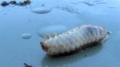 Grub Larva Of The June Beetle Cotinus Nitida Linnaeus Youtube