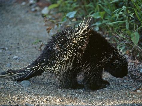 Porcupine