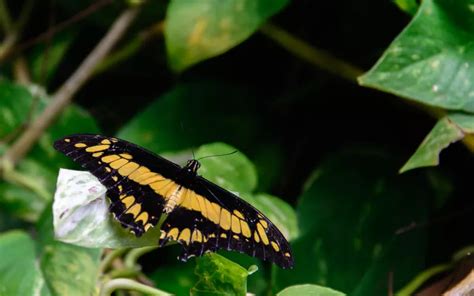 20 Black and Yellow Butterfly Species - Insectic