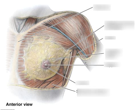 Breast Internal Anatomy Diagram Quizlet