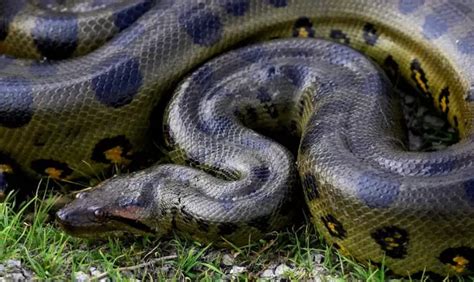 Anaconda Descoberta de Nova Espécie de Sucuri Gigante na Amazônia