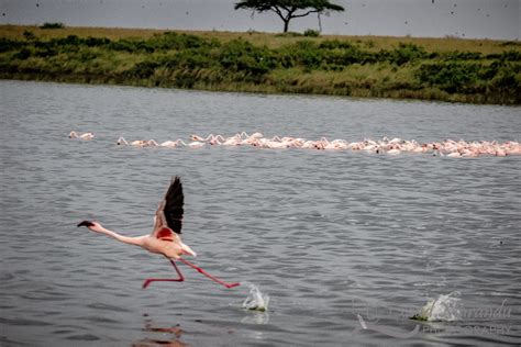 5 Day Lake Nakuru Masai Mara Safari