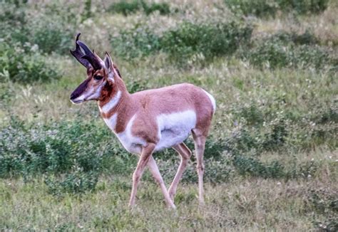 Cannundrums: American Pronghorn - South Dakota