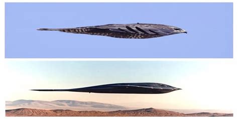 Peregrine Falcon And A B 2 Bomber Aviation