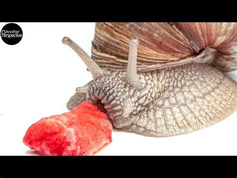 Watch an extreme close-up video of a snail eating | Popular Science