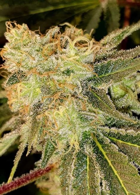 Girl Scout Cookies Strain Info Girl Scout Cookies Weed By Blimburn