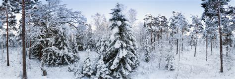 Winter forest in Estonia 360 Panorama | 360Cities