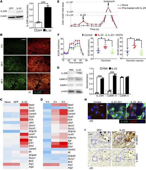 Jci Il 23 Reshapes Kidney Resident Cell Metabolism And Promotes Local