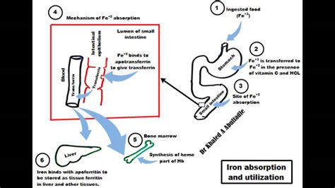 Iron Absorption Pathway