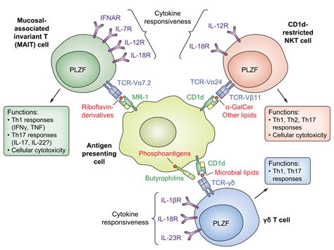 Immunobiology Of The Biliary Tract System Journal Of Hepatology