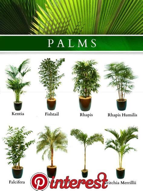 Types Of Palm Trees Chart