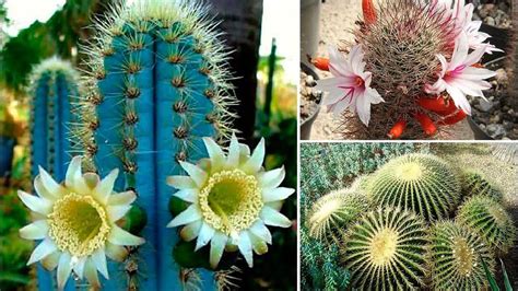 Tipos De Cactus Clasificación Nombres Y Características