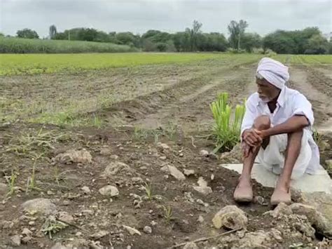 Nanded Beed Hingoli Parbhani Agriculture News Major Loss Of Soybean Crop मराठवाड्यातील चार