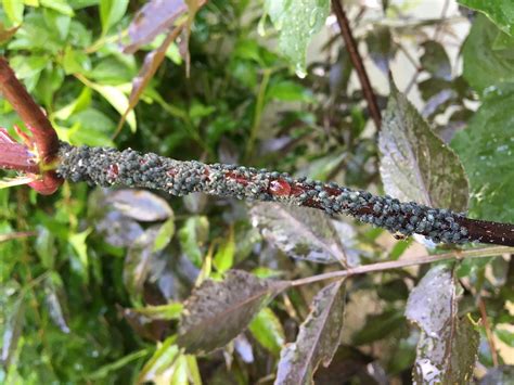 I seem to have ants swarming all over one of my plants, these things
