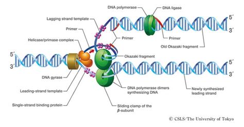 Eukaryotic Dna Replication Features Enzymes Process Significance C47