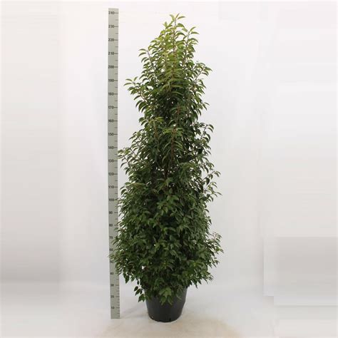 Prunus Lusitanica Angustifolia Pot Cm H Cm Tuincentrum Bull