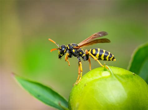 Scientists are using wasp venom to create new antibiotics - Earth.com