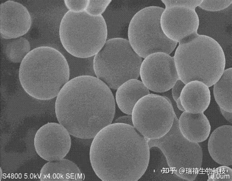 二氧化硅包裹磁性纳米颗粒spion Sio2 Nps 氨基官能化介孔二氧化硅nh2 Sio2制备 知乎