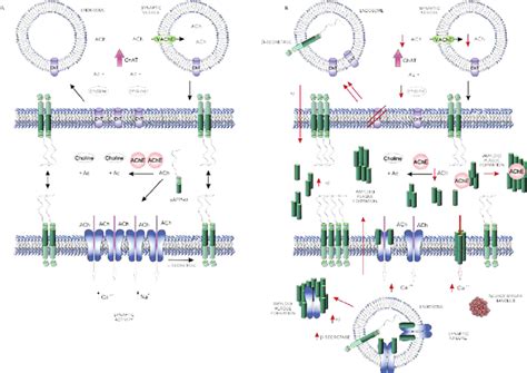 Interaction of APP and its derivatives in a cholinergic synapse. A ...